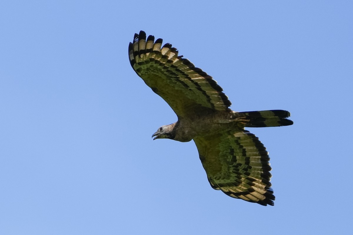 Oriental Honey-buzzard - Jerome Zhang