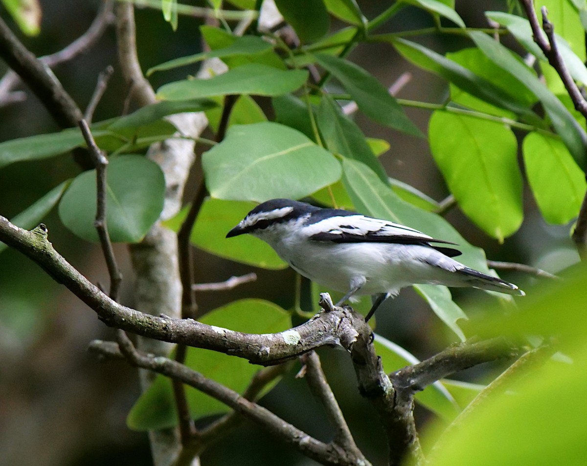 Oruguero Pío - ML620704918