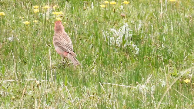 Streaked Rosefinch - ML620704919