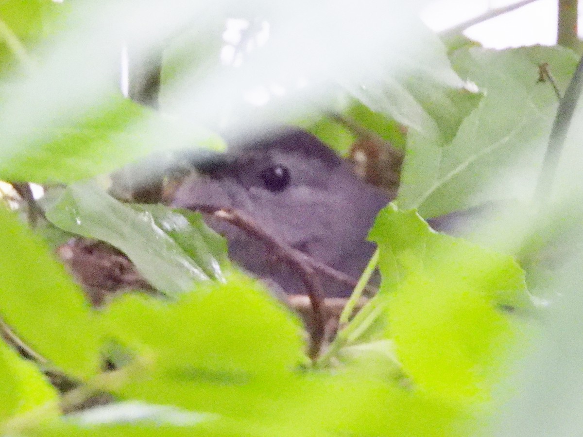 Gray Catbird - alan murray