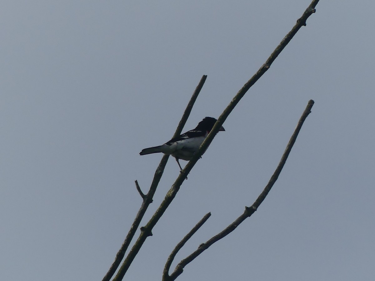 Rose-breasted Grosbeak - Anonymous