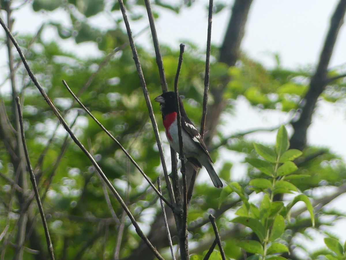 Rose-breasted Grosbeak - ML620704923