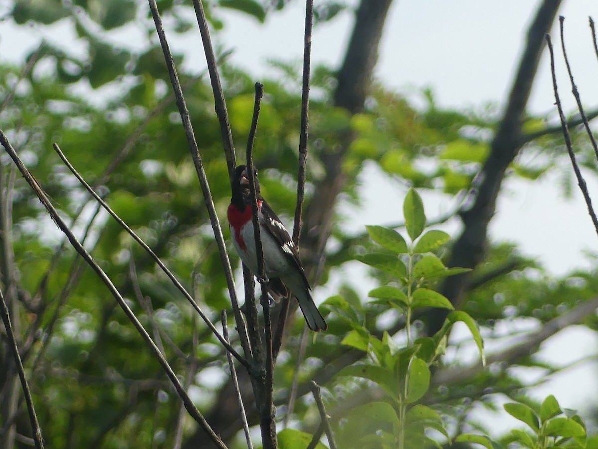 Rose-breasted Grosbeak - ML620704924