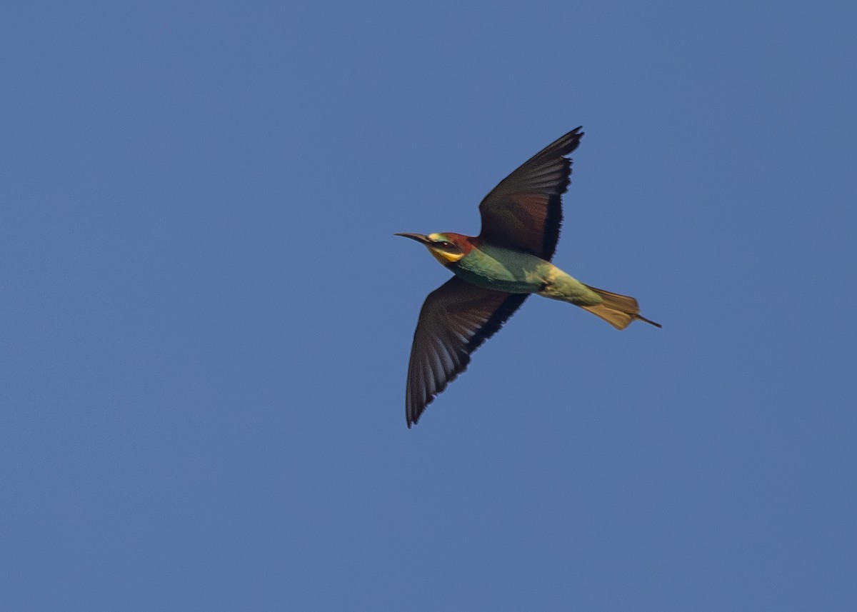 European Bee-eater - ML620704929