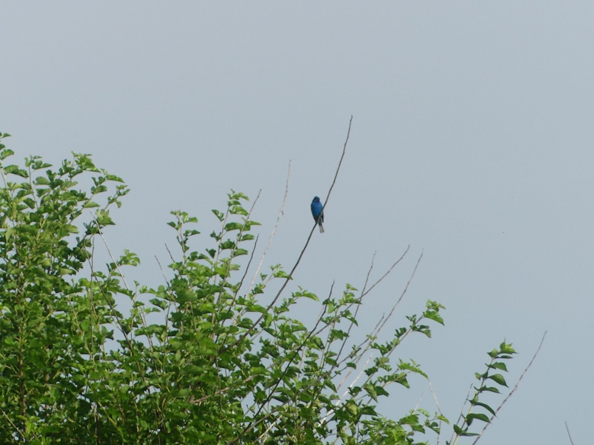 Indigo Bunting - ML620704930