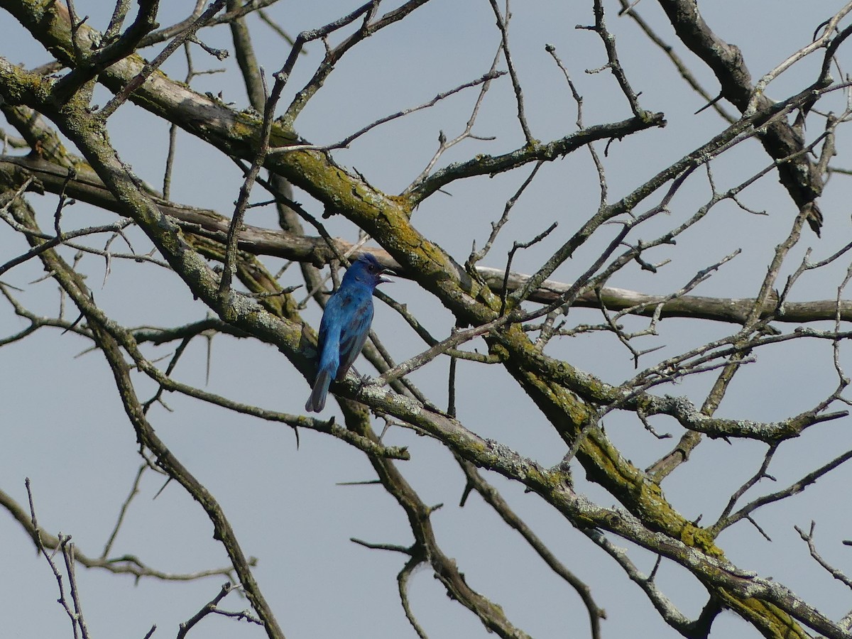 Indigo Bunting - Anonymous