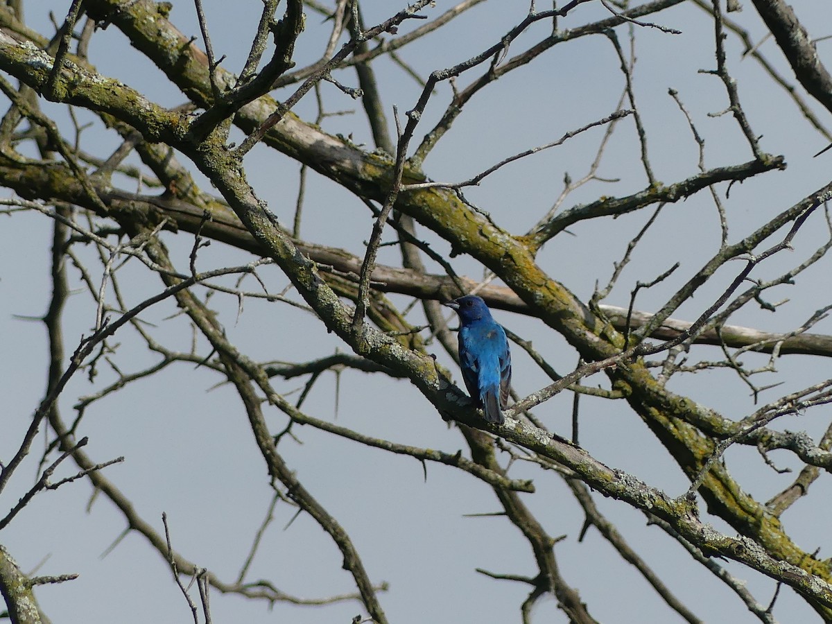 Indigo Bunting - ML620704932