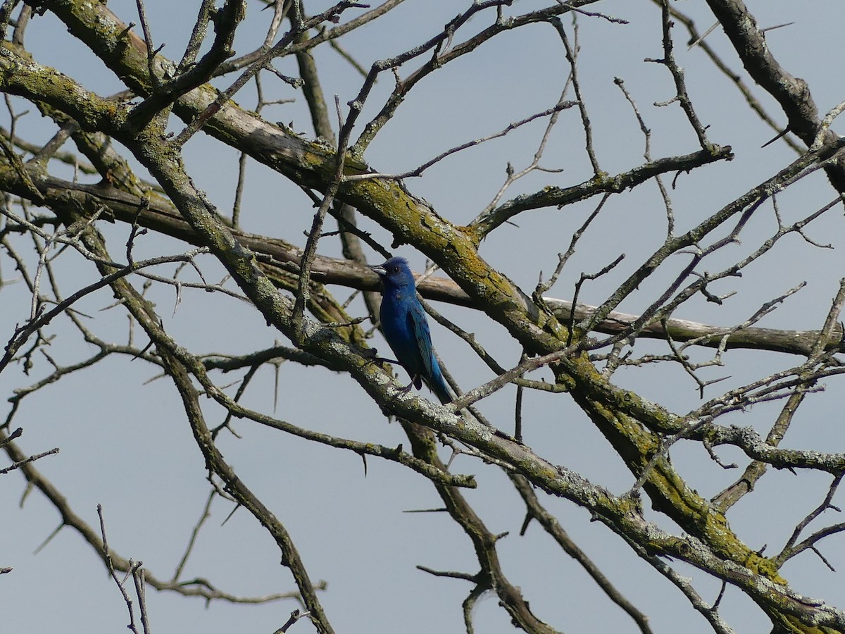 Indigo Bunting - ML620704933