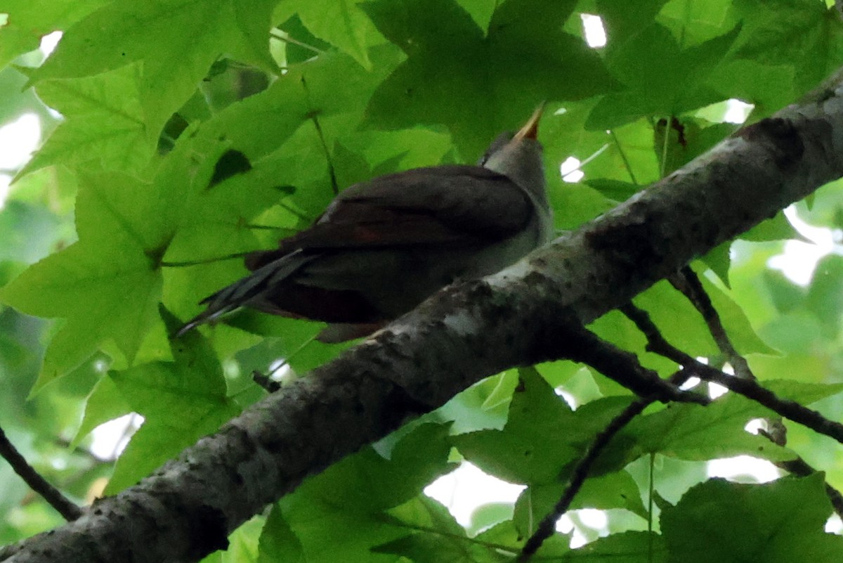 Yellow-billed Cuckoo - ML620704937