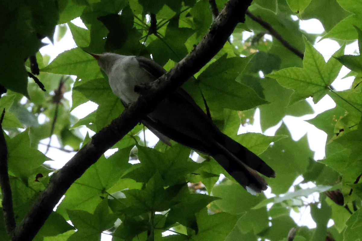 Yellow-billed Cuckoo - ML620704938