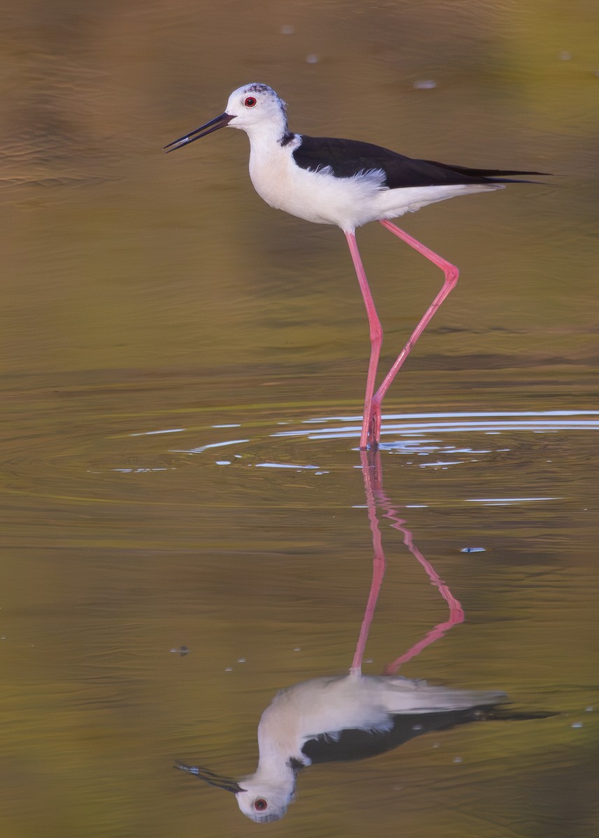 Black-winged Stilt - ML620704939