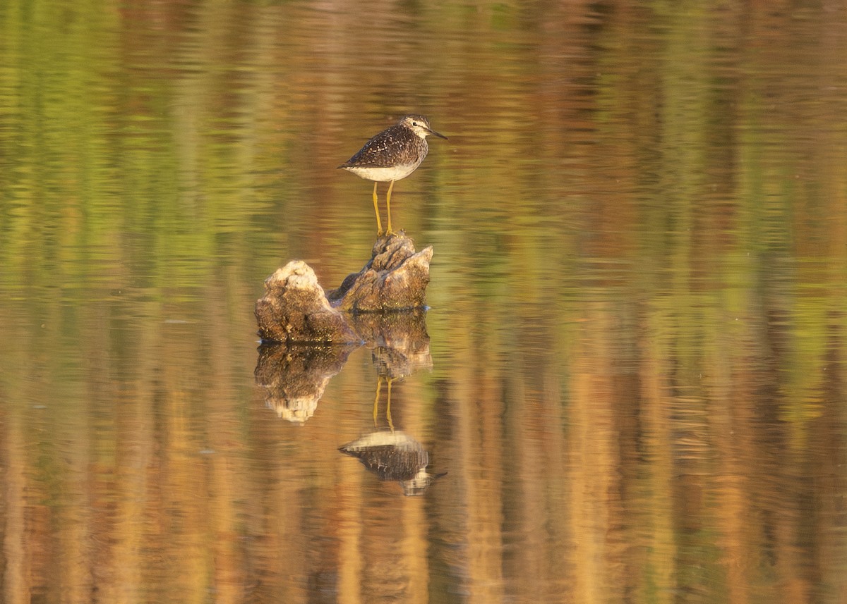 Wood Sandpiper - ML620704941