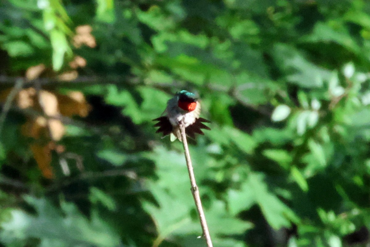 Colibri à gorge rubis - ML620704943