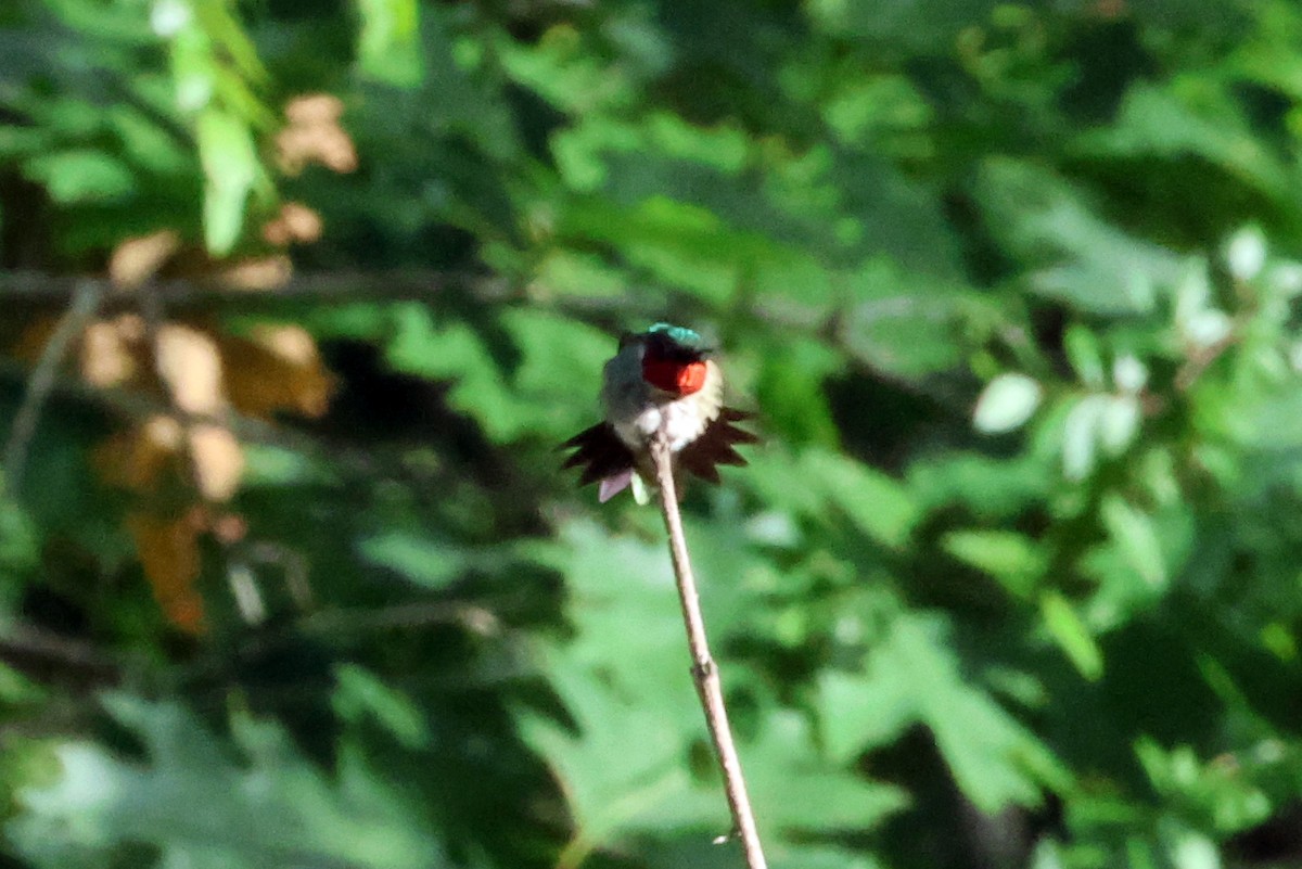 Colibri à gorge rubis - ML620704944