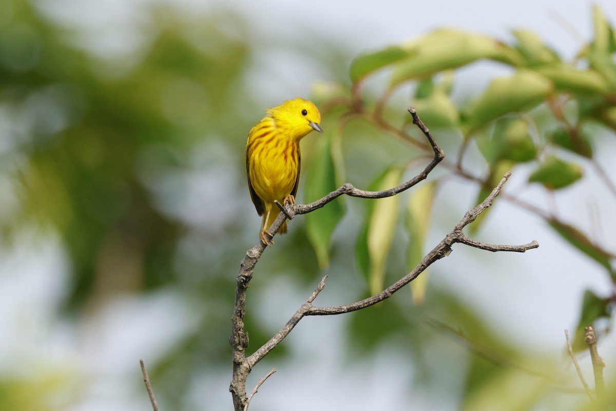 Yellow Warbler - ML620704946