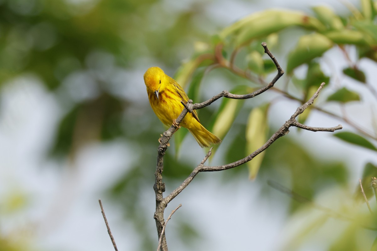 Paruline jaune - ML620704947