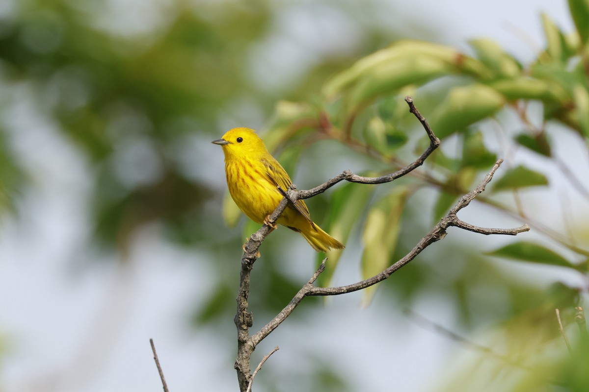 Yellow Warbler - ML620704948