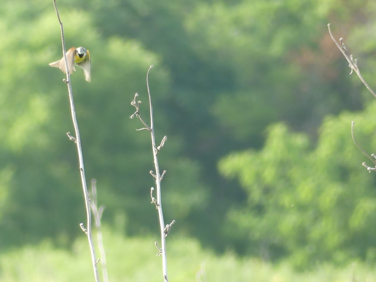 Dickcissel - ML620704949