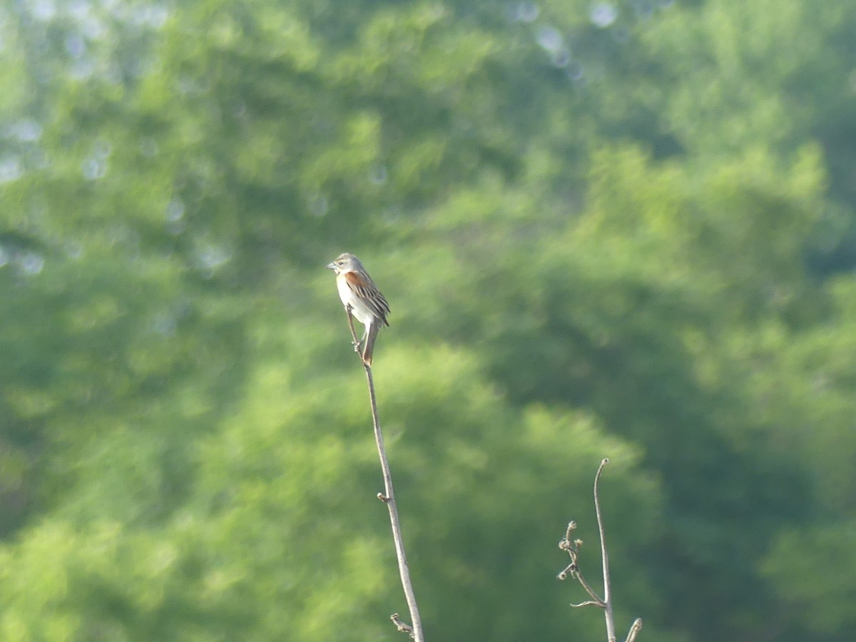 Dickcissel - Anonymous