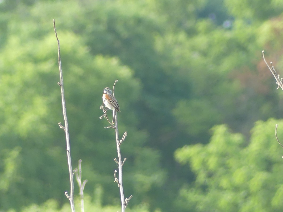 Dickcissel d'Amérique - ML620704951