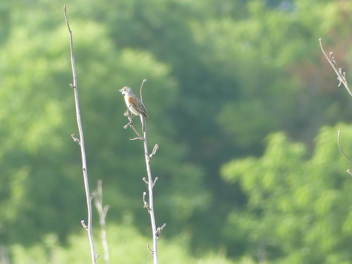 Dickcissel d'Amérique - ML620704952