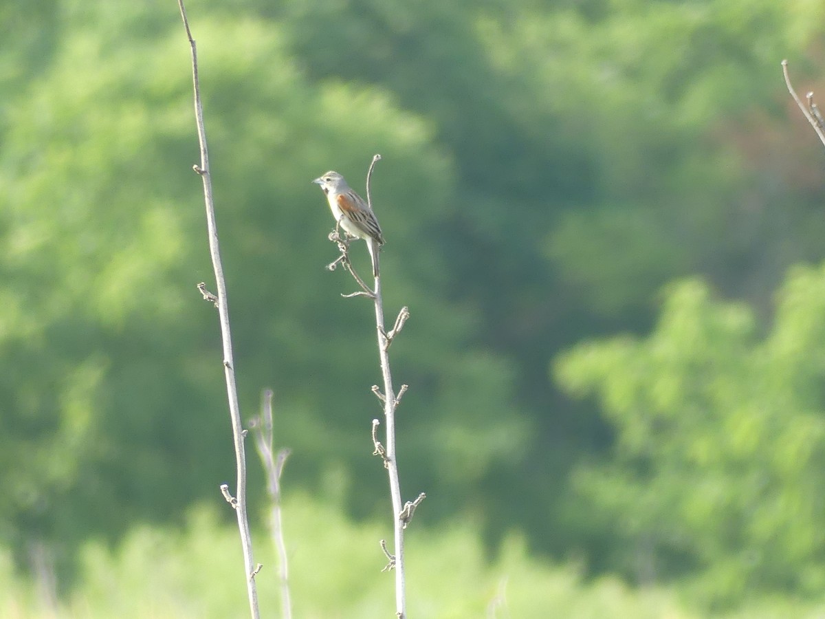 Dickcissel d'Amérique - ML620704953