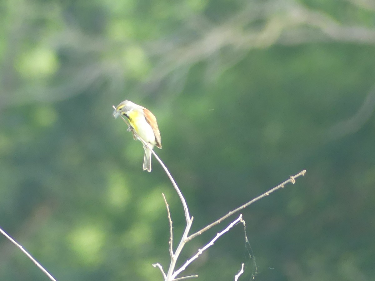 Dickcissel - ML620704954