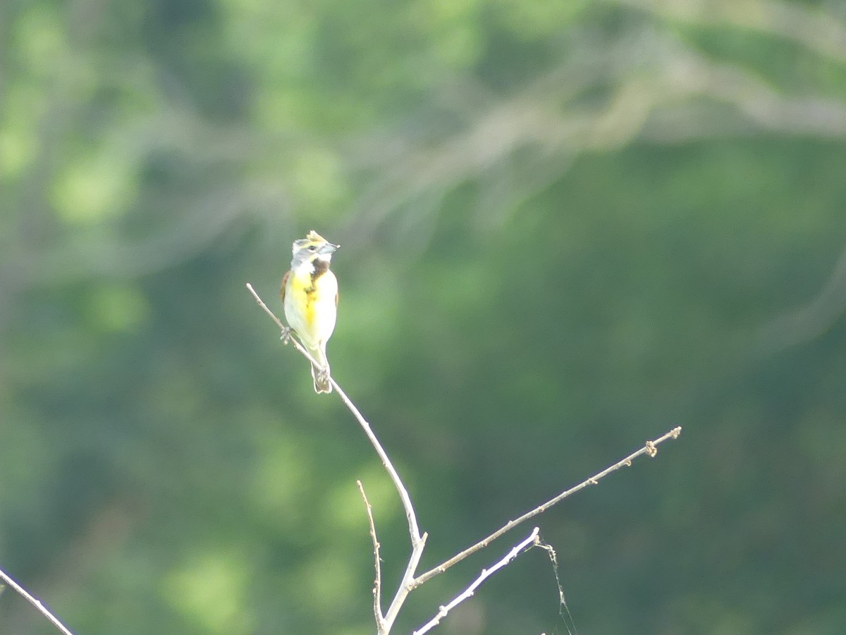 Dickcissel - ML620704955