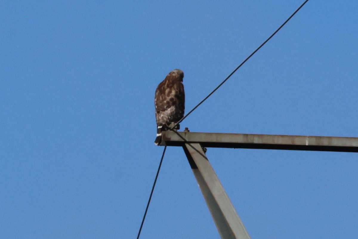 Red-shouldered Hawk - ML620704958