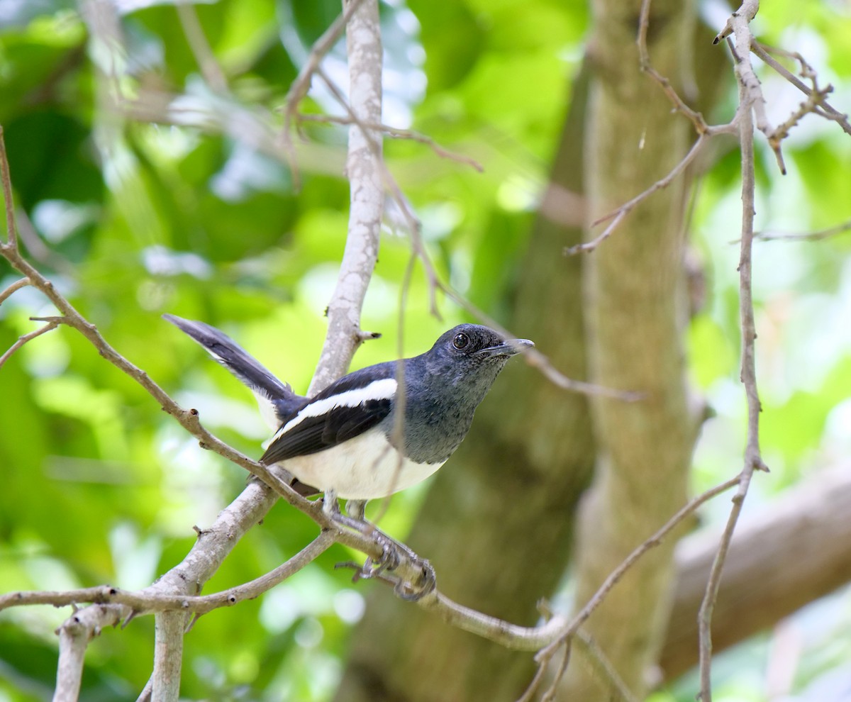 Oriental Magpie-Robin - ML620704959