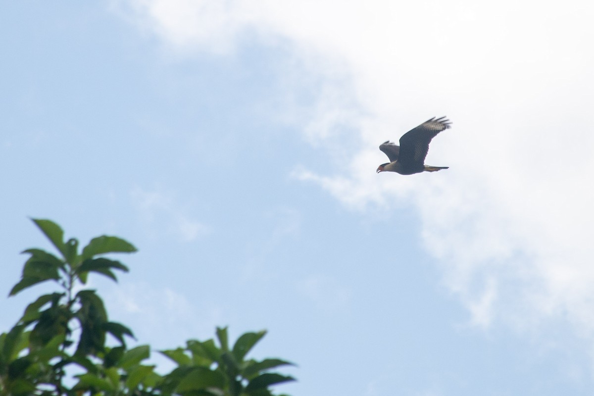 Crested Caracara - ML620704962