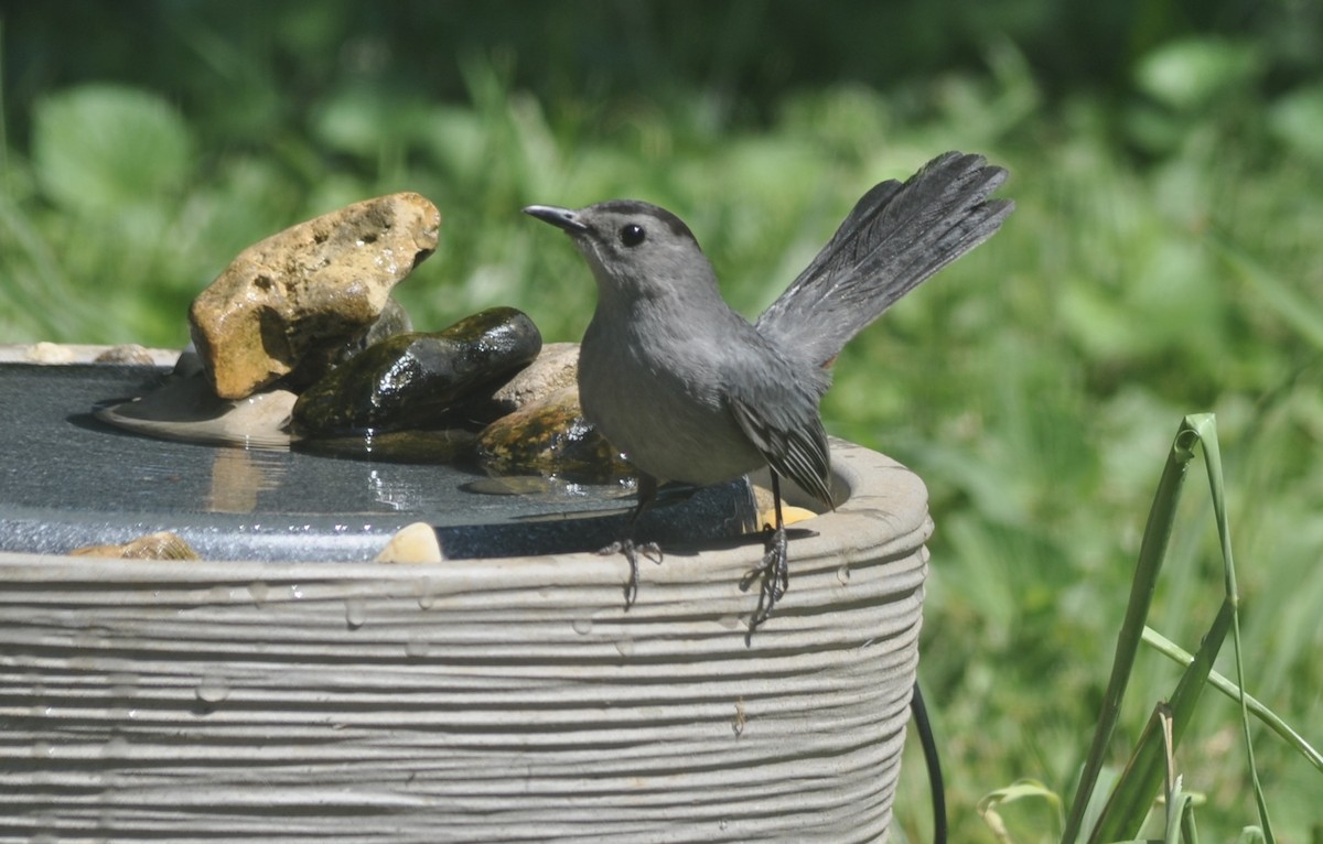 Gray Catbird - ML620704964