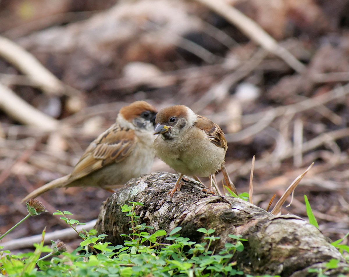 Eurasian Tree Sparrow - ML620704965