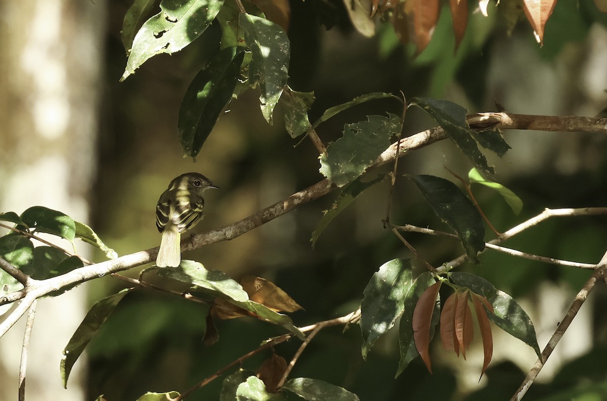 Yellow-crowned Elaenia - ML620704966