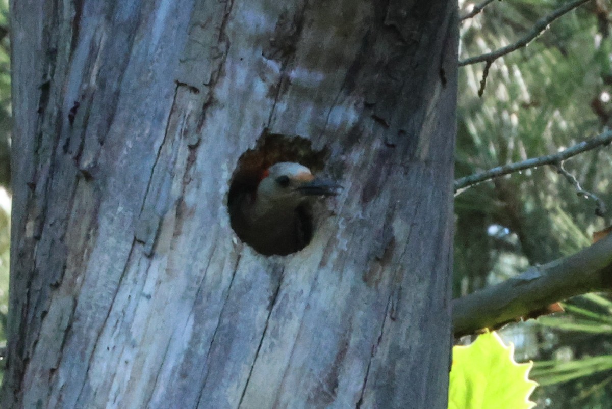 Red-bellied Woodpecker - Vern Bothwell