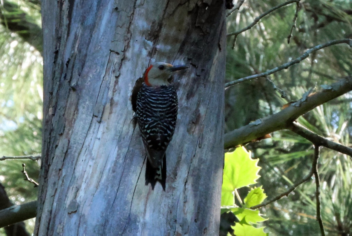 Red-bellied Woodpecker - ML620704969