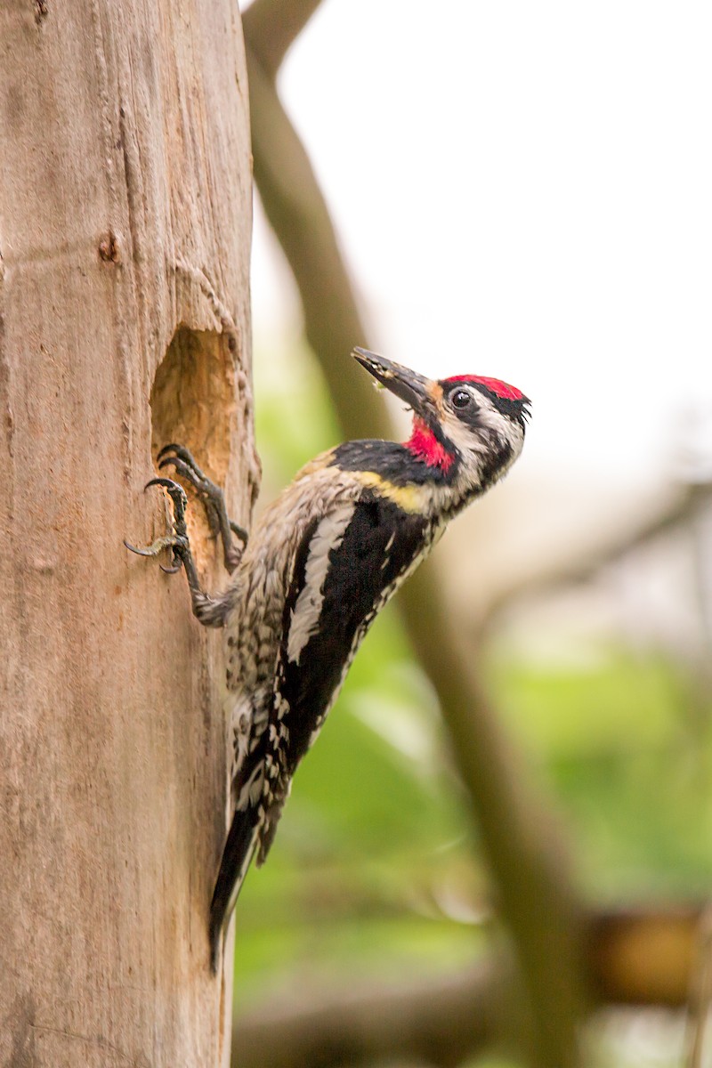 Yellow-bellied Sapsucker - ML620704970