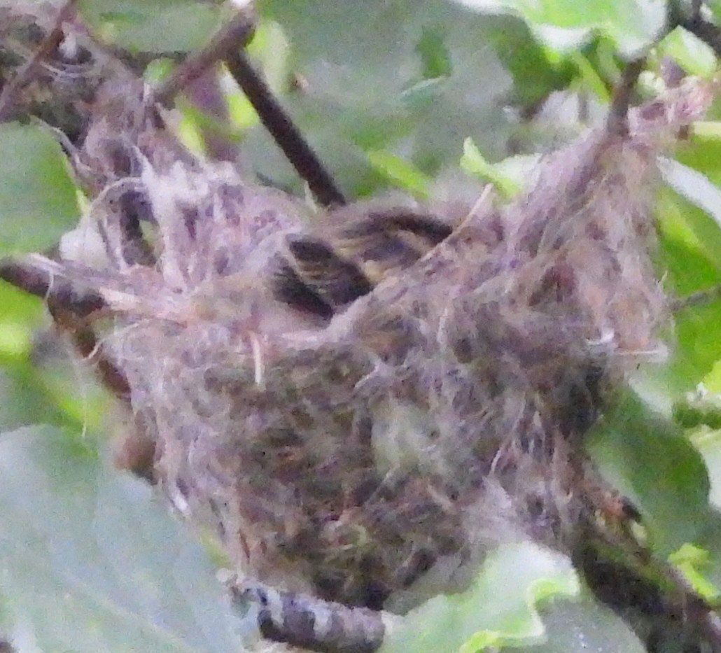 Yellow Warbler - ML620704971