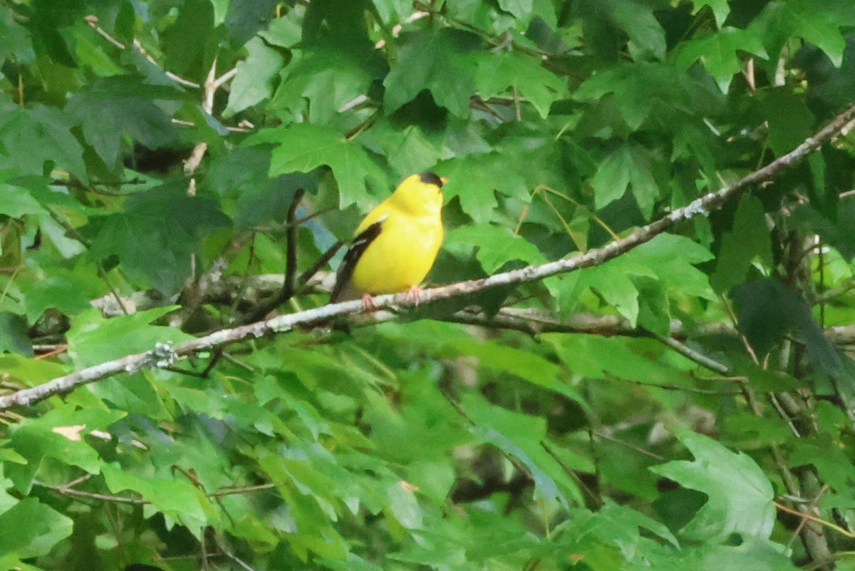 American Goldfinch - ML620704974