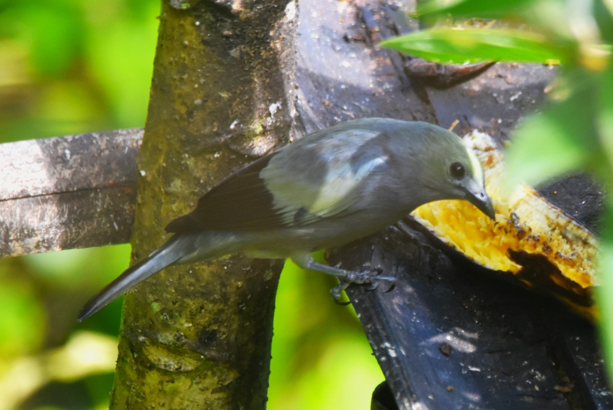 Palm Tanager - Old Sam Peabody