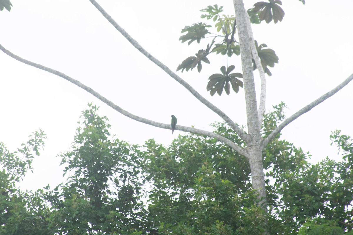 Maroon-faced Parakeet - ML620704979