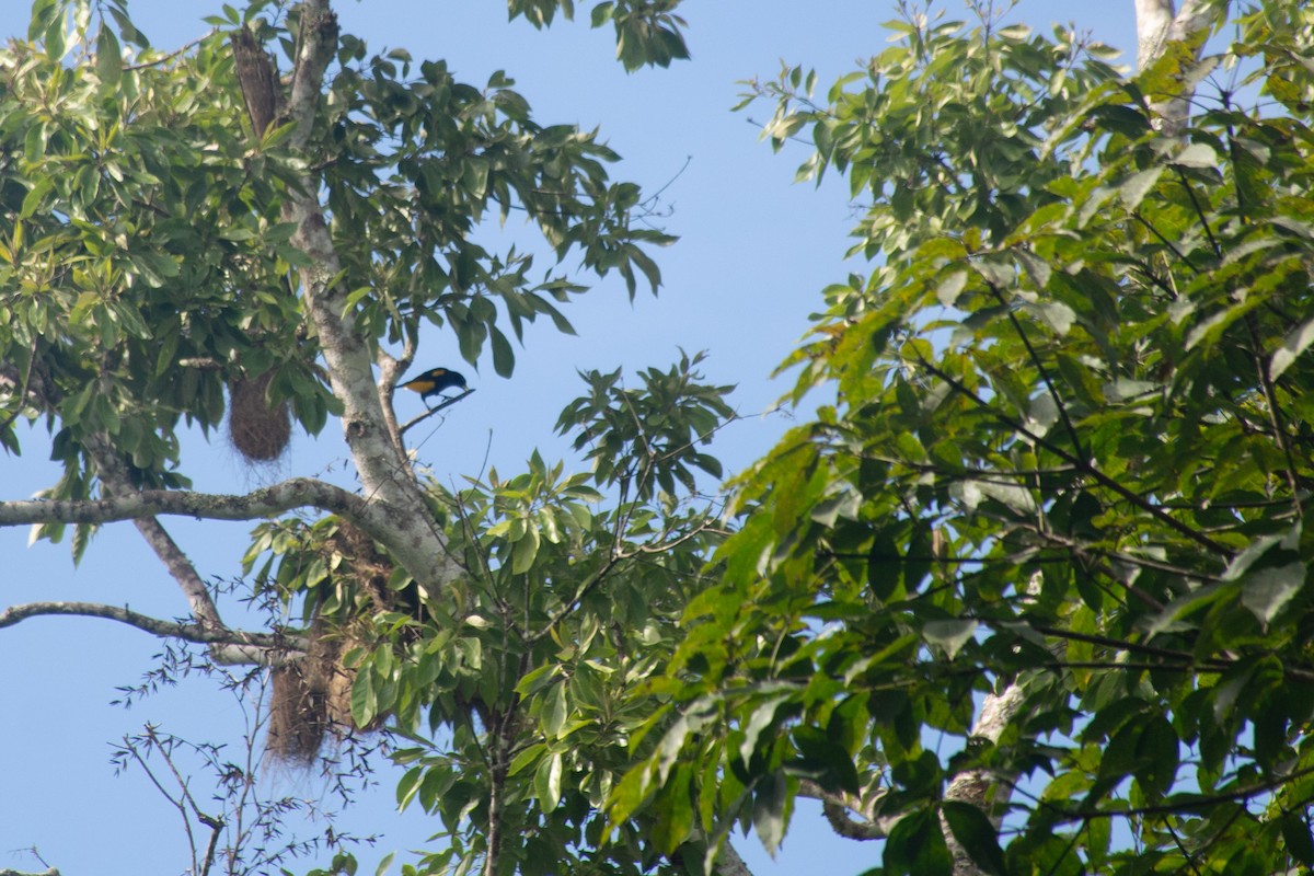 Yellow-rumped Cacique - ML620704982