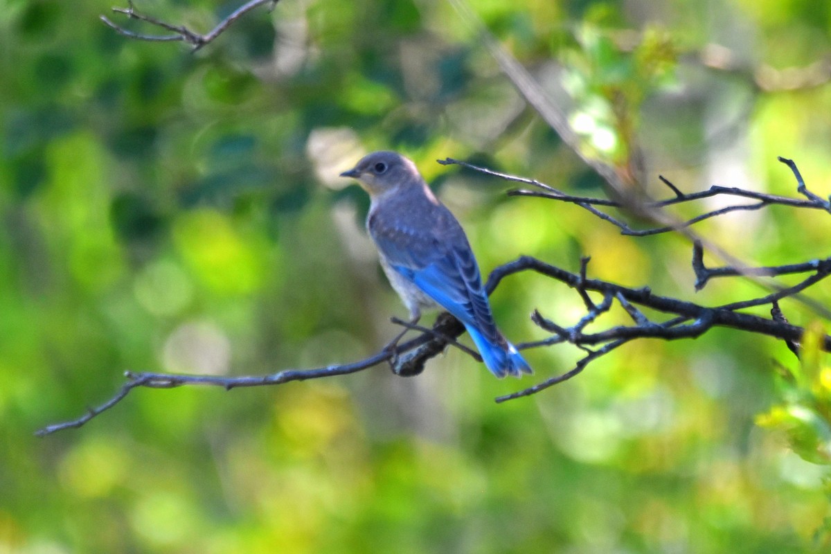 Mountain Bluebird - ML620704983