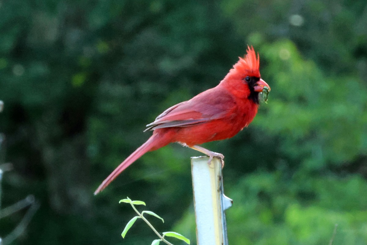 Northern Cardinal - ML620704986