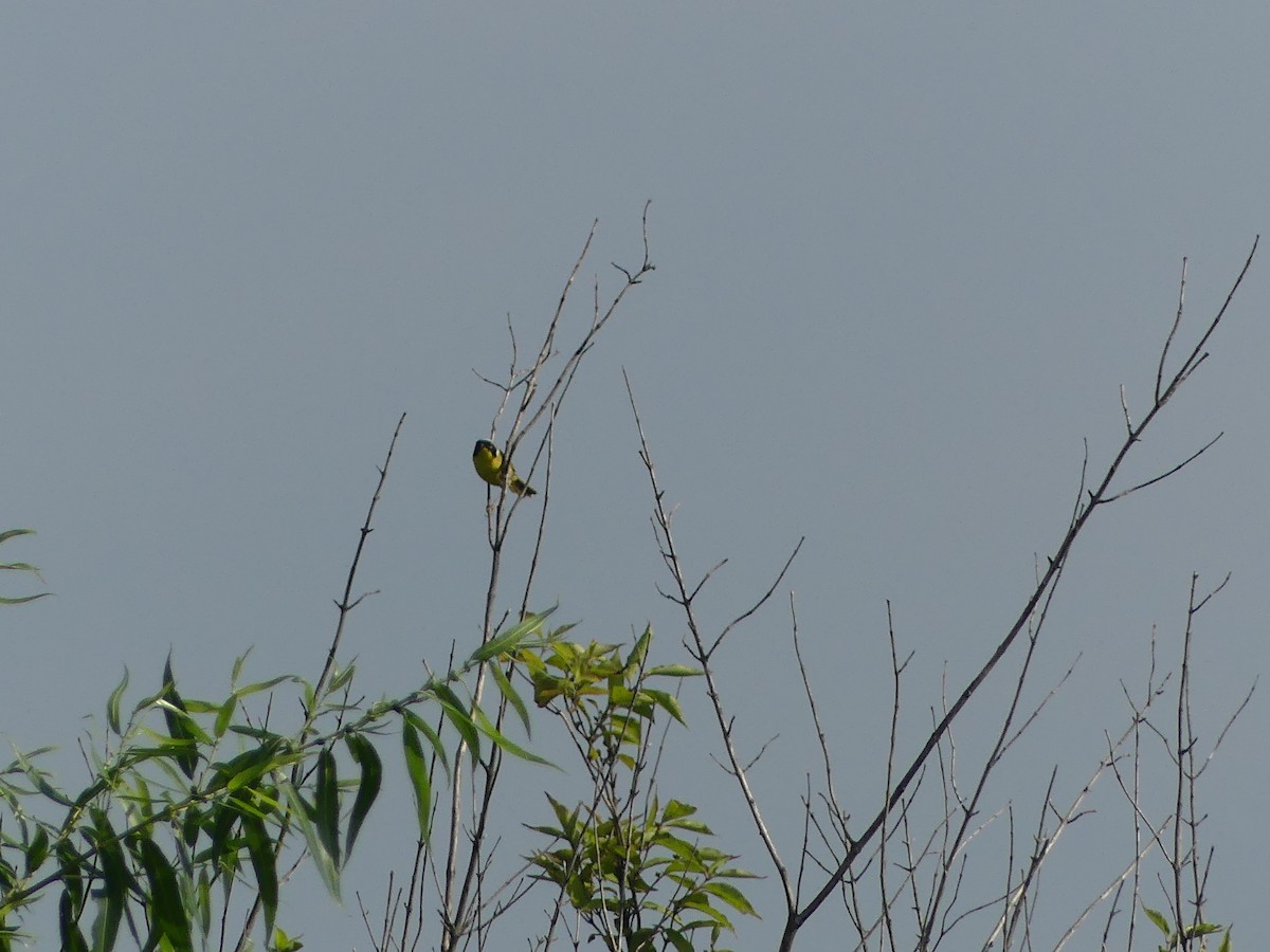 Common Yellowthroat - ML620704990