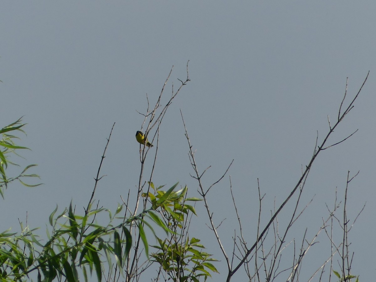 Common Yellowthroat - ML620704991