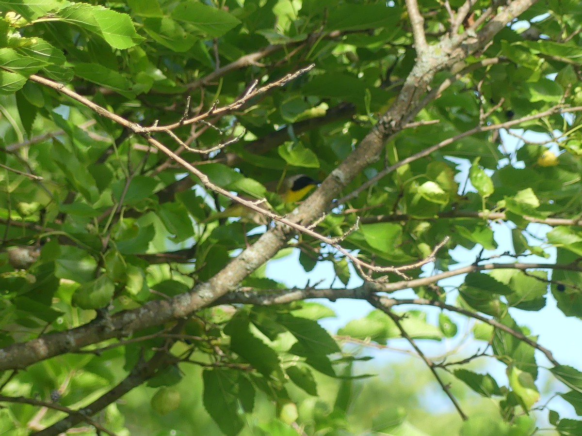 Common Yellowthroat - ML620704993