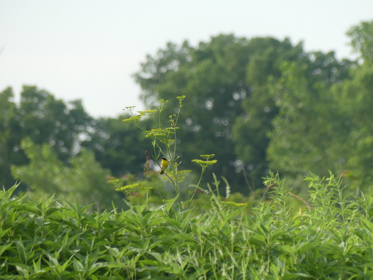 Common Yellowthroat - ML620704994