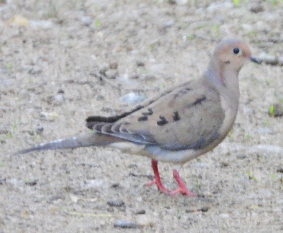 Mourning Dove - ML620704998