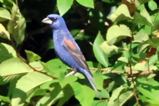 Blue Grosbeak - ML620705000